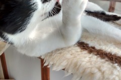 Smudge