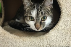 Nala