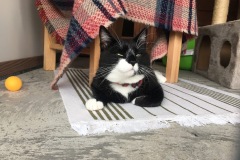 Mr Socks
