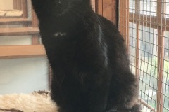 Stavros
