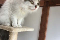 George