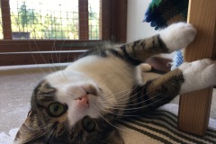 Tilly