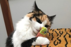 Lily