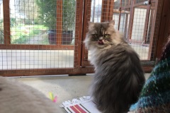 Milo