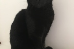 Sooty