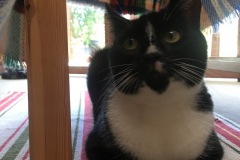 Tom