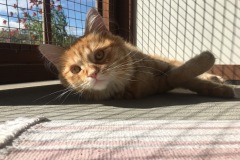 Penny