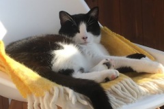 Alfie