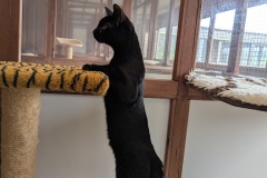 Bagheera