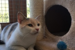 Bella