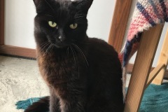 Blackie
