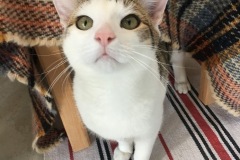 Eira