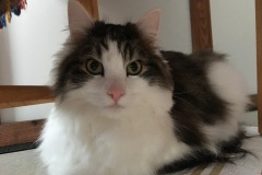 Ernie