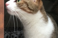 Freya