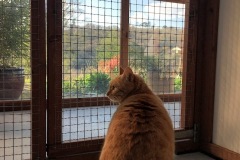Ginger Nut