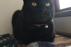 Harri