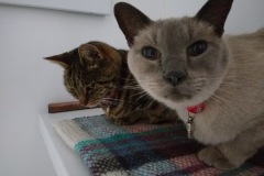 Tigger & Casper