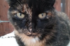 Bella