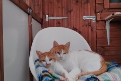 Pebble & Pumpkin