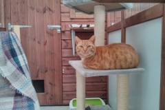 Corky