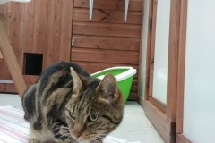 Tigger