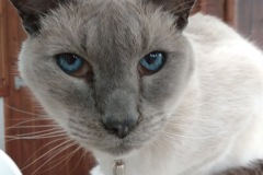 Bluey