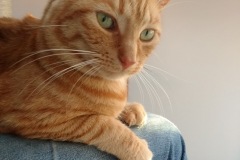 Corky