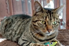 Zoë