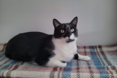 Oreo