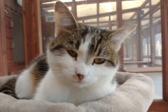 Rosie