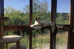 Splodge