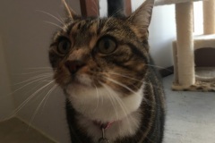 Izzy