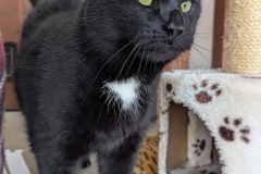 Jasper