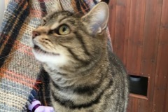 Kitka