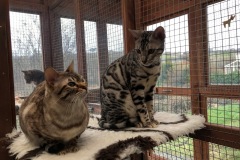 Kittie & Haze