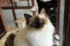 Lily & Sirius