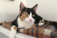 Lola