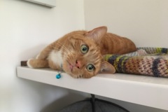 Marley
