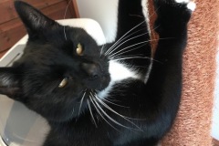 Mr.-Mistoffelees