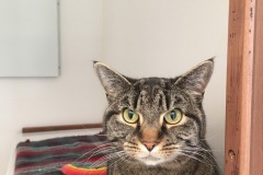 Nico
