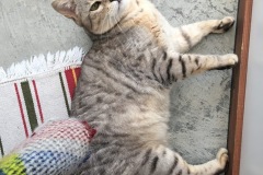 Nika