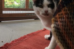 Paddy-Paws