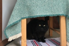 Pantha