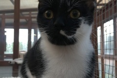 Pip