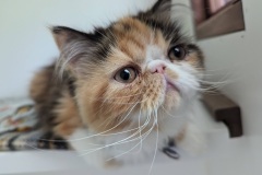 Pudding