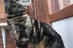 Pusscat