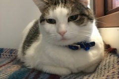 Rudy