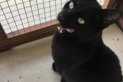 Salem