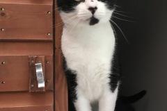Samcat