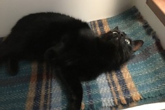 Scratch